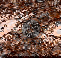 Qahwa Espresso Bar and Coffee Roasters - Hotel Accommodation