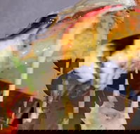 A Taste Of Africa Maleny - Hotel Accommodation