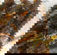 Diamond Chinese Take Away Foods - Hotel Accommodation