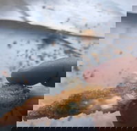 Wild Local Prawns - Hotel Accommodation