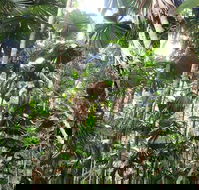 Spirits of Daintree - Hotel Accommodation