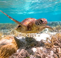 Heron Island Resort - Hotel Accommodation