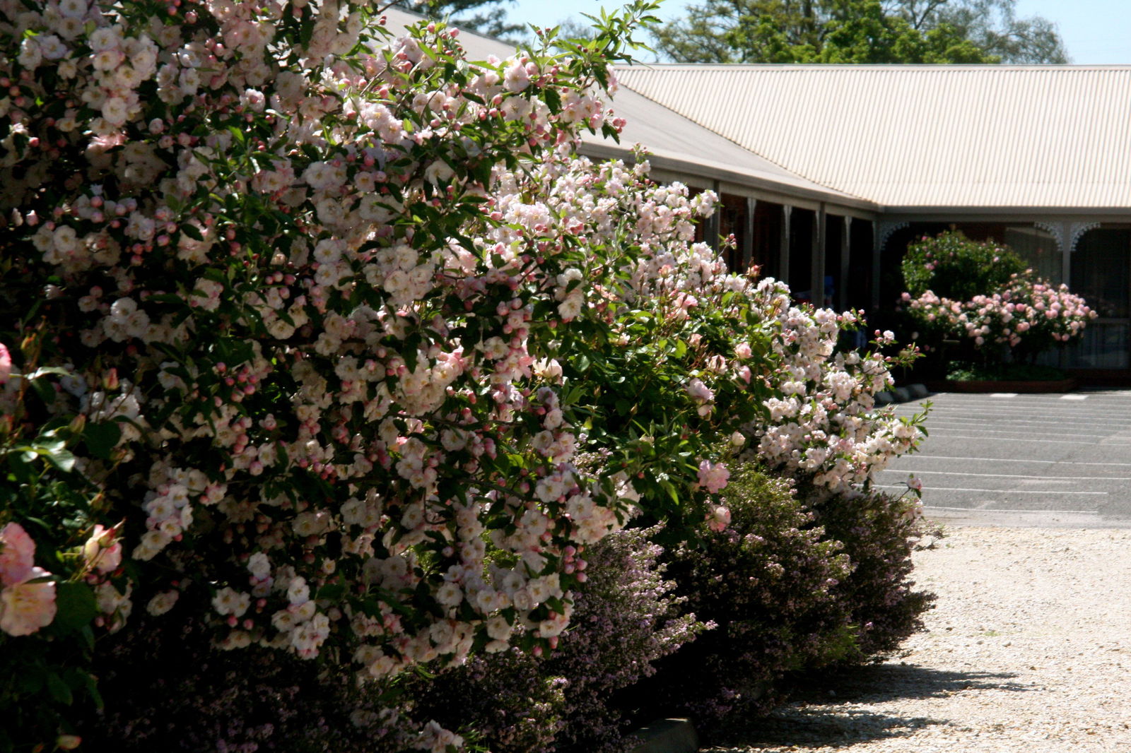 Carlyle VIC Hotel Accommodation