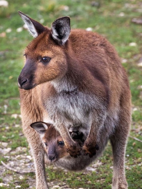 Mercure Kangaroo Island Lodge - Hotel Accommodation 38