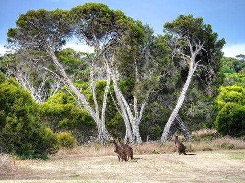 Mercure Kangaroo Island Lodge - Hotel Accommodation 33