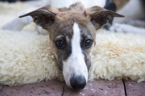 Wayfarers Cottage - Hotel Accommodation 17