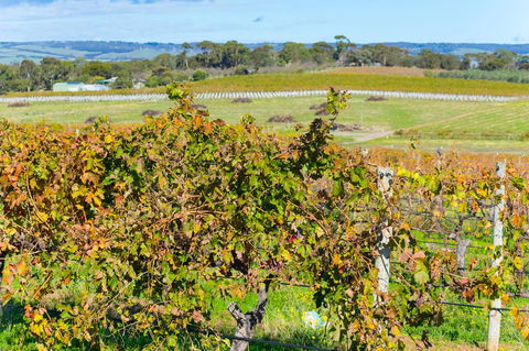 Sun & Surf Aldinga Beach Apartment - Hotel Accommodation 15