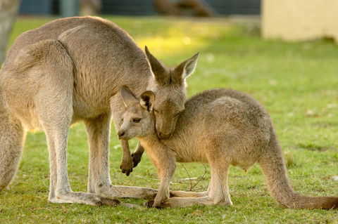 BIG4 Tasman Holiday Parks - Racecourse Beach - Hotel Accommodation 39