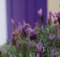 The Purple Door on Seaview - Hotel Accommodation