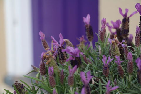 The Purple Door On Seaview - Hotel Accommodation 0