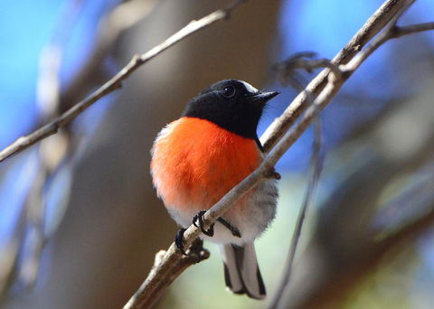 Sea Dragon Kangaroo Island - Hotel Accommodation 20