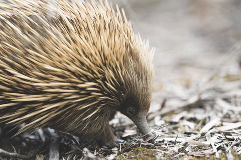 Sea Dragon Kangaroo Island - Hotel Accommodation 18