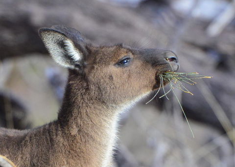Sea Dragon Kangaroo Island - Hotel Accommodation 28