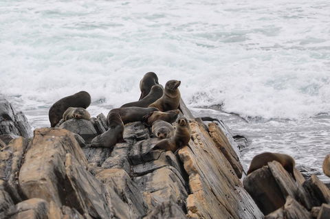 Sea Dragon Kangaroo Island - Hotel Accommodation 31