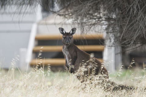 Sea Dragon Kangaroo Island - Hotel Accommodation 12