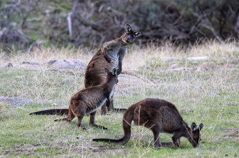 Sea Dragon Kangaroo Island - Hotel Accommodation 22