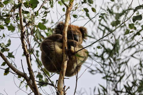 Sea Dragon Kangaroo Island - Hotel Accommodation 35