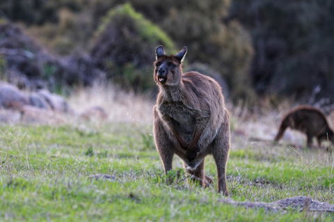 Sea Dragon Kangaroo Island - Hotel Accommodation 26