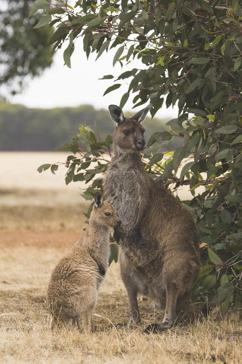 Sea Dragon Kangaroo Island - Hotel Accommodation 29
