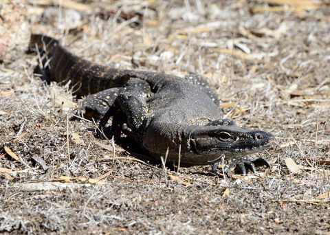 Sea Dragon Kangaroo Island - Hotel Accommodation 24