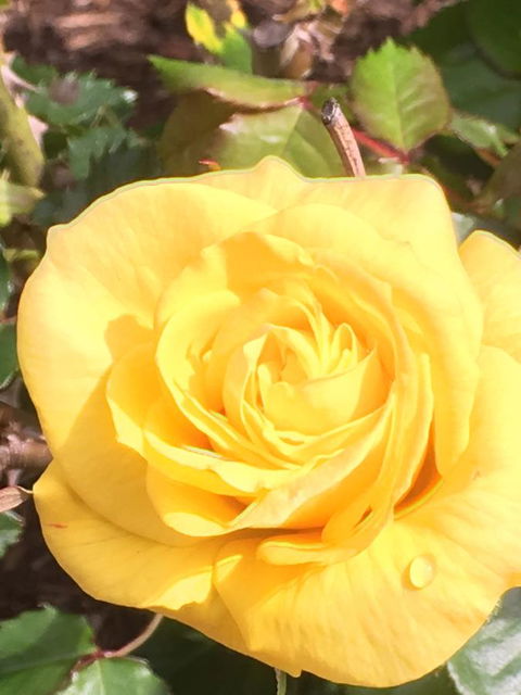 Wine And Roses Bed And Breakfast - Hotel Accommodation 41