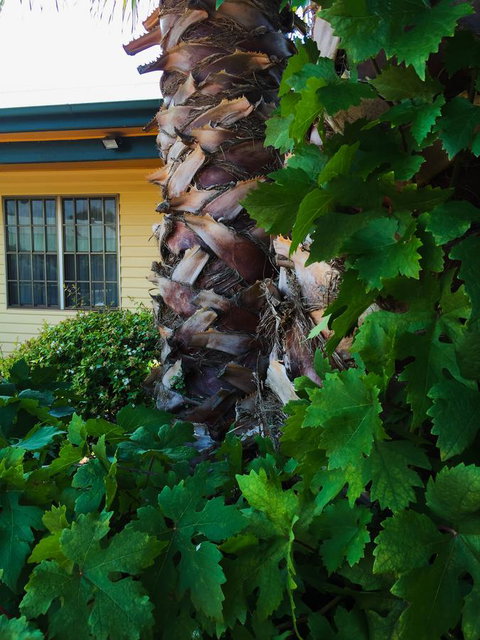 Ten Dollar Town Motel - Hotel Accommodation 19