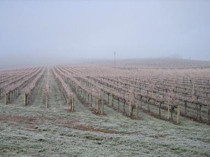 Vineyard Cottage BnB - Hotel Accommodation 12