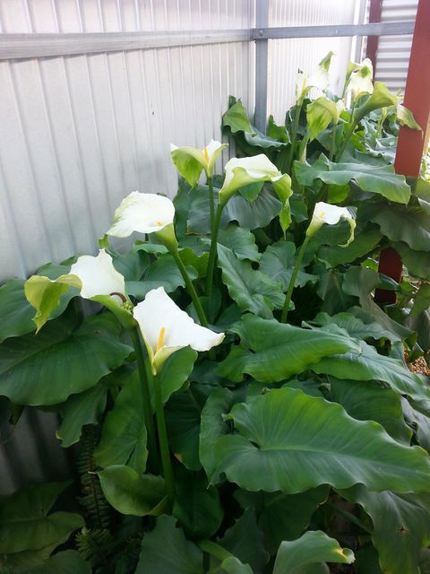 Addies Place Goolwa - Hotel Accommodation 11