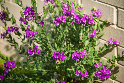 Kempsey Rose Motor Inn - Hotel Accommodation 38