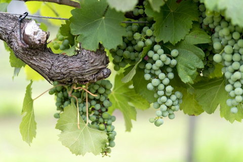 Thistle Hill Guesthouse - Walk To Many Wineries And Restaurants - Hotel Accommodation 44