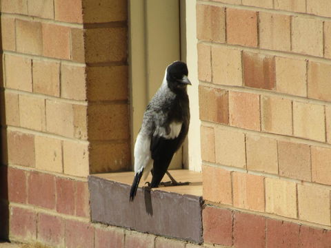 Allonville Gardens Motel - Hotel Accommodation 34