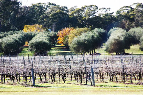 Adina Vineyard - Hotel Accommodation 15