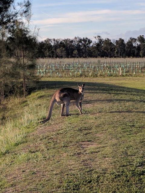 Madigan Wine Country Cottages - Hotel Accommodation 7