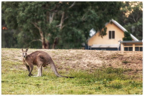 Madigan Wine Country Cottages - Hotel Accommodation 4