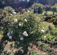 Carisbrook Country Retreat Motel - Hotel Accommodation