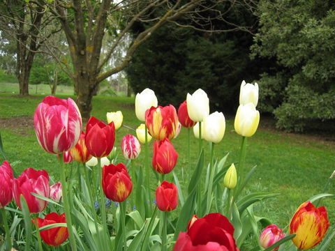 Clifton Gardens B&B - Hotel Accommodation 1