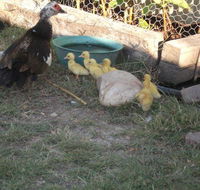 Corella Creek Country Farm Stay - Hotel Accommodation