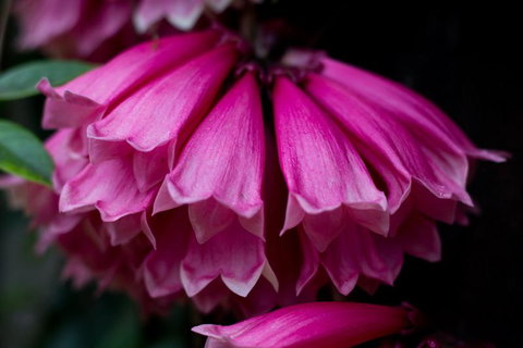 Daintree Village Hideaway - Hotel Accommodation 3