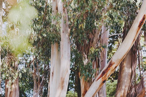 Dalblair Bed & Breakfast - Hotel Accommodation 2