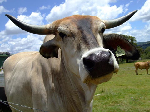 Escape To The Country - Enjoy The Firepit Or Explore Magical Bunya Mountains - Hotel Accommodation 2