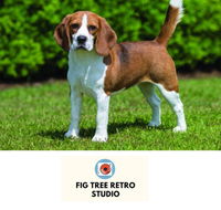 Fig Tree Retro Studio - Hotel Accommodation