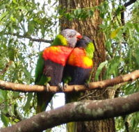 Gecko Cottage - Hotel Accommodation