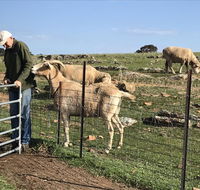 Gilgraves Vineyard Farmstay - Hotel Accommodation