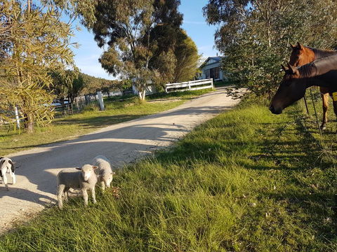 Happy Pig Farm - Hotel Accommodation 1