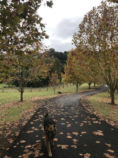 King Ludwigs Cottage - Hotel Accommodation 1