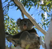 Levi Park Caravan Park - Hotel Accommodation
