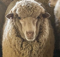 Mascot Cottage - Pet Friendly and Complimentary Breakfast Hamper - Hotel Accommodation