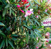Mercury motor inn - Hotel Accommodation