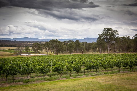 Molly Morgan Vineyard - Hotel Accommodation 2