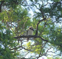 Jacaranda Hideaway Bed  Breakfast - Hotel Accommodation